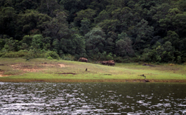 Indias forest and tree cover: contribution as a carbon sink